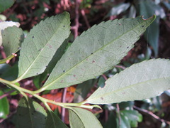 Eurya japonica