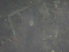 Uranoscopus scaber
