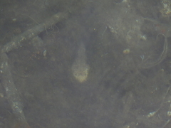 Uranoscopus scaber
