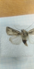 Dichagyris signifera