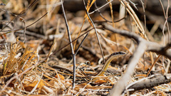Psammophis subtaeniatus