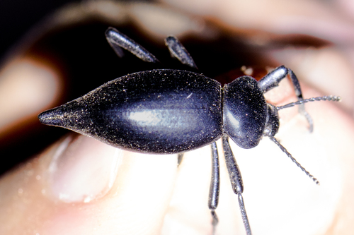 Eleodes acuticauda