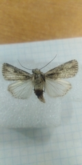 Dichagyris signifera