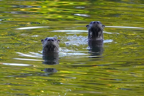 North American River Otter photographed in New Jersey