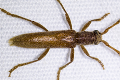 Aneflomorpha lineare