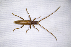 Aneflomorpha lineare