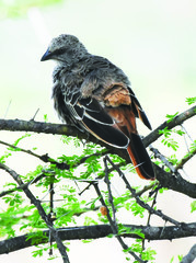 Histurgops ruficauda