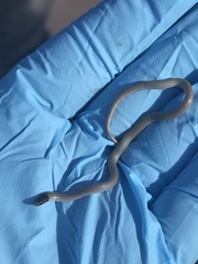 Tantilla hobartsmithi