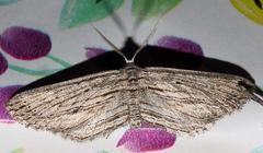 Hebdomophruda