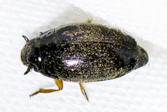 Gyrinus
