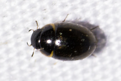 Cymbiodyta dorsalis