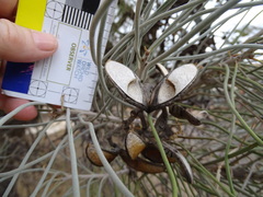 Hakea lorea