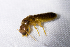 Incisitermes fruticavus