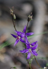 Campanula aurita