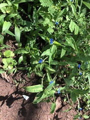 Commelina benghalensis