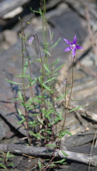 Campanula aurita