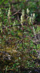 Castilleja pallida yukonis