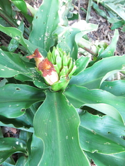 Costus guanaiensis tarmicus