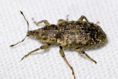 Listronotus punctiger