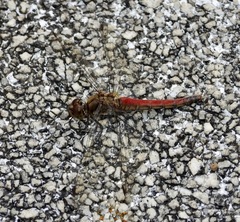 Sympetrum frequens