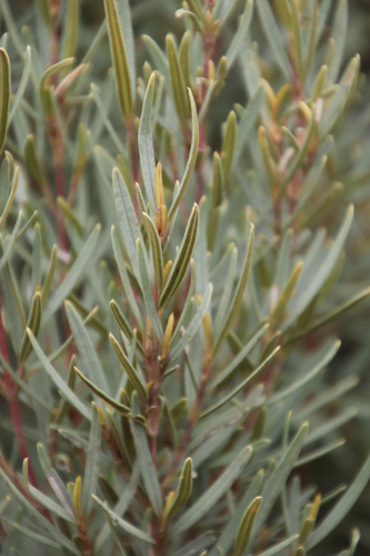 Grubbiaceae