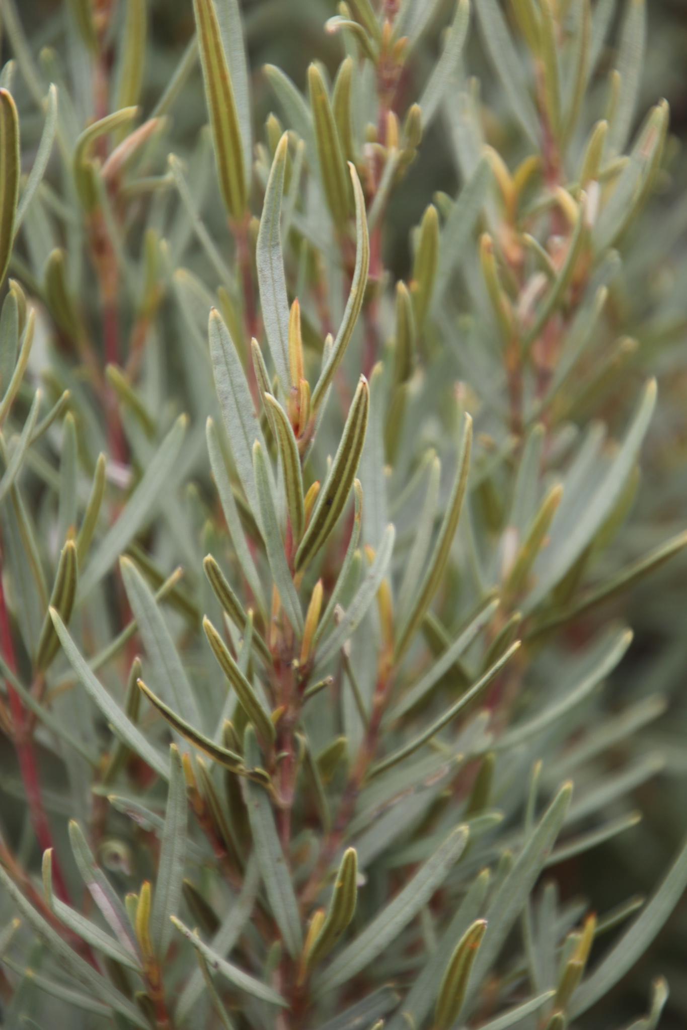 Grubbiaceae