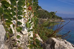 Capparis