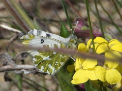 Euchloe simplonia