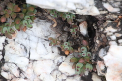 Curio crassulifolius