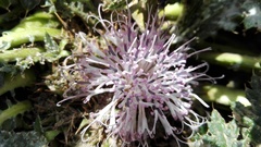 Platycarpha glomerata