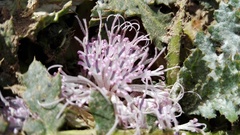 Platycarpha glomerata