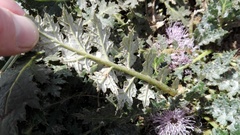 Platycarpha glomerata