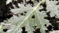 Platycarpha glomerata