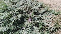 Platycarpha glomerata