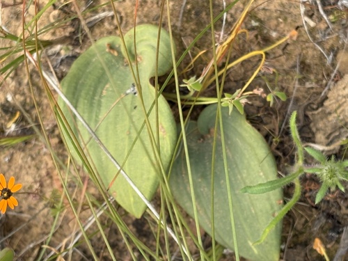 Cape Woolseed (Eriospermum capense)