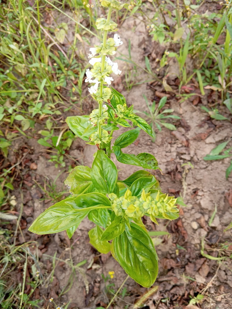 Basil