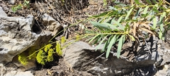 Bupleurum gibraltarium, photograph (c) Santiago Martín-Bravo, some rights reserved (CC BY)