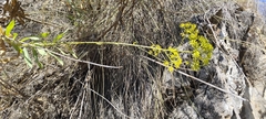 Bupleurum gibraltarium, photograph (c) Santiago Martín-Bravo, some rights reserved (CC BY)
