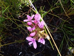 Disa vaginata