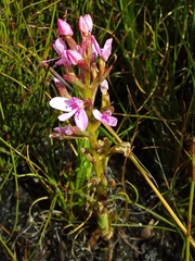 Disa vaginata