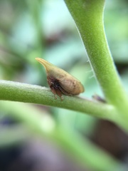 Enchenopa squamigera