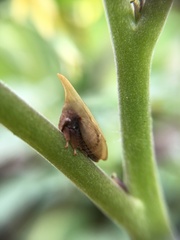 Enchenopa squamigera