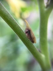 Enchenopa squamigera