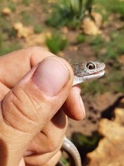 Psammophis brevirostris