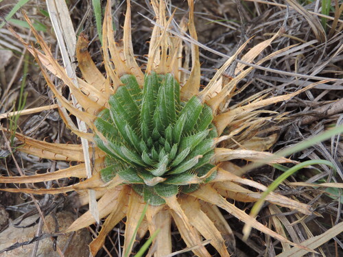 Dyckia odorata