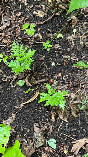 Sceptridium robustum (Sceptridium robustum)