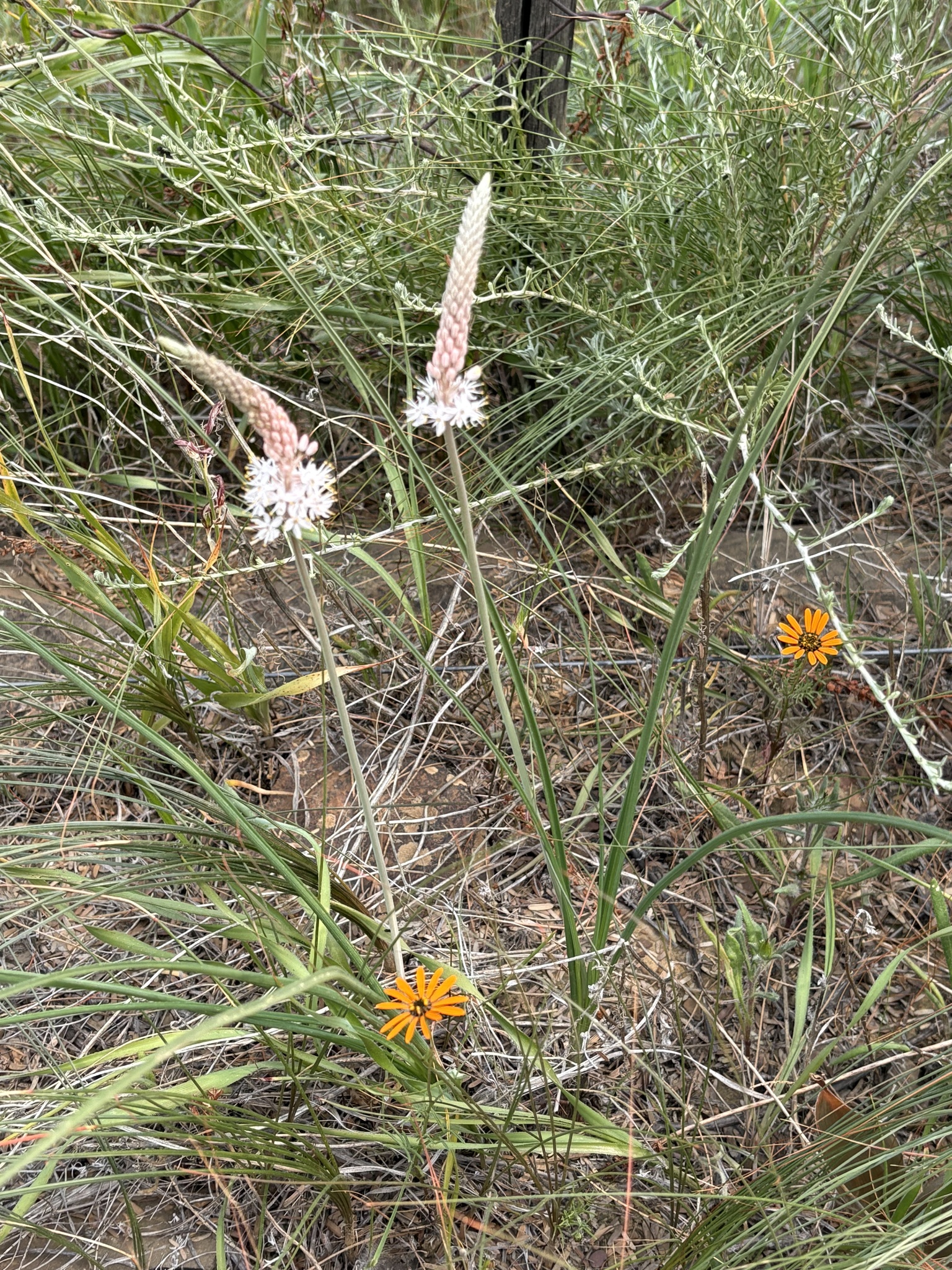 White Catstail (Bulbinella cauda)