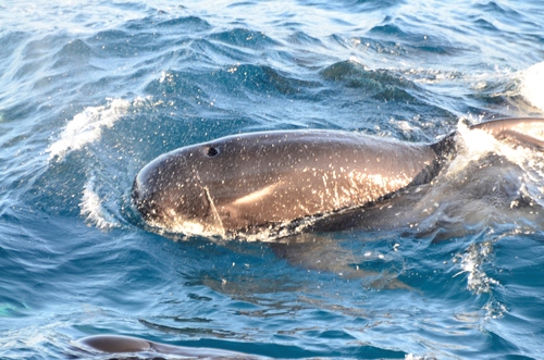 Long-finned Pilot Whale