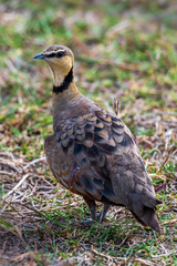 Pterocles gutturalis