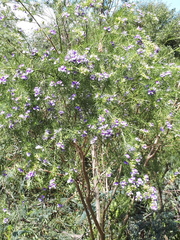 Psoralea ivumba